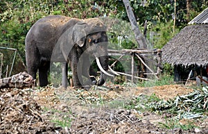 Ayutthaya, Thailand: Bull Elephant