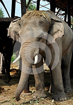 Ayutthaya, Thailand: Elephant at Thai Kraal