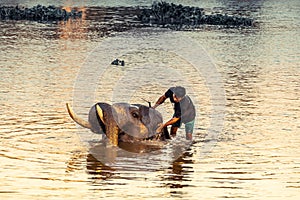 AYUTTHAYA, THAILAND - JANUARY 2019: Trainers bathing elephantsin river in evening and playing with the elephant hidden place in