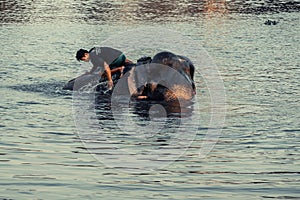 AYUTTHAYA, THAILAND - JANUARY 2019: Trainers bathing elephantsin river in evening and playing with the elephant hidden place in