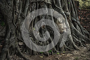 Ayutthaya Thailand - 27 March 2018 : Head of the sandstone Buddha in Bodhi Tree roots , Wat Mahathat , Ayutthaya Historical Park