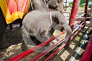 Ayutthaya, Thailand - October, 21, 2016 : Thai mother elephant f