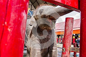 Ayutthaya, Thailand - October, 21, 2016 : Thai mother elephant f