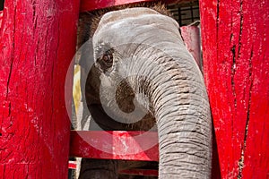 Ayutthaya, Thailand - October, 21, 2016 : Thai mother elephant f