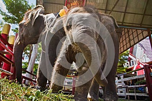 Ayutthaya, Thailand - October, 21, 2016 : Thai mother elephant f