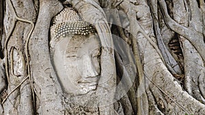 Ayutthaya, Thailand at Wat Mahathat, Temple stupa in the morningvisiting Ayyuthaya Thailand