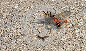 AZ Harvester Ant Attacking Fly