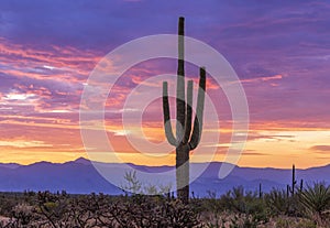 AZ Sunrise In North Scottsdale Desert Preserve with Cactus and mountains