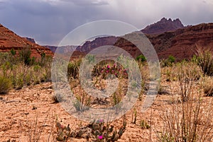 AZ-UT-Paria Canyon-Vermillion Cliffs Wilderness-Paria River Canyon