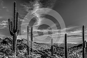 AZ-Waddell-White Tank Mountain Regional Park