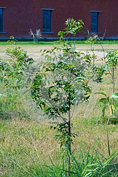 Azadirachta indica, commonly known as neem, margosa, nimtree or Indian lilac