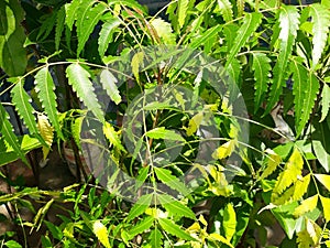 Azadirachta indica, commonly known as neem, margosa, nimtree or Indian lilac, is a tree in the mahogany family Meliaceae.