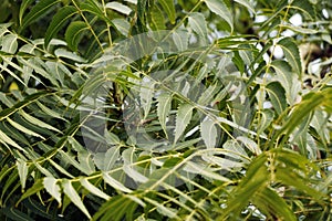 Azadirachta indica, commonly known as neem, nimtree or Indian lilac