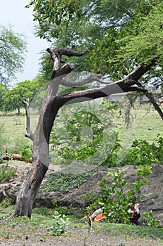 Nim Tree Branch