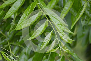 Azadirachta indica leaf
