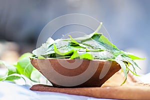 Azadirachta indica,Neem with its leaves in a clay bowl for skin care.