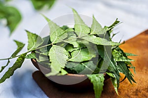 Azadirachta indica,Neem with its leaves in a clay bowl for skin care..
