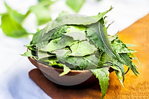 Azadirachta indica,Neem with its leaves in a clay bowl for skin care..