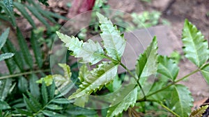 Azadirachta indica or neem leaf