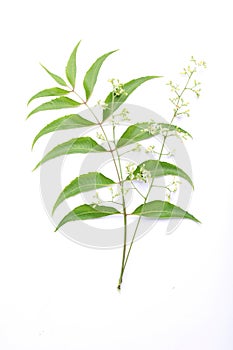 Azadirachta indica -Neem leaves photo