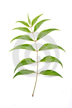 Azadirachta indica -Neem leaves