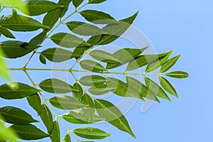 Azadirachta indica Neem leaves blue sky on background photo
