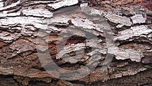 Azadirachta indica Neem tree 25 year Wood Bark