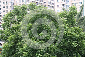 Azadirachta Indica tree on garden