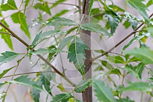 Azadirachta or neem tree leafs,  nimtree or Indian lilac