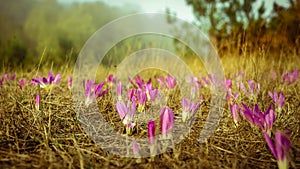 azafranes en otoÃ±o