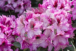 Pink azalea flowering in vibrant color photo