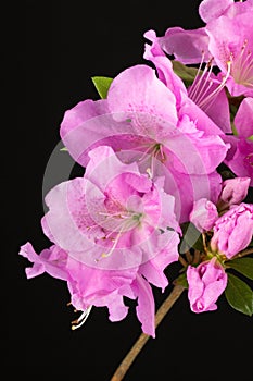 Azalea Autumn Lilac Encore flowers