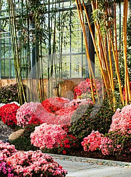 Azalea and bamboo