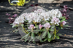 Azalea and barrier weed sheet