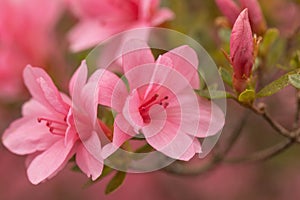 Azalea Blooms On Bush In Spring Garden