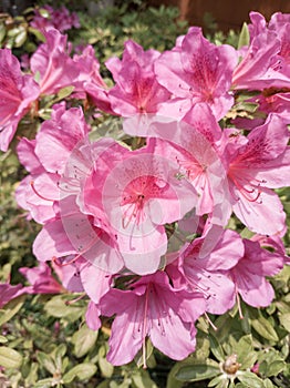 Azalea blossoms with long stamen and pistils under sun