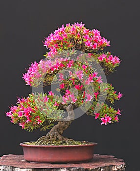 Azalea bonsai in bloom photo