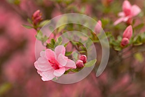 Azalea Bush Blooming Pink Flowers