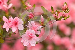 Azalea Bush Branch With Pink Flower Blooms