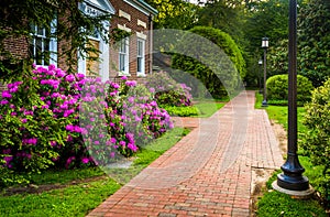 Azalea bushes and a building along a brick path at John Hopkins