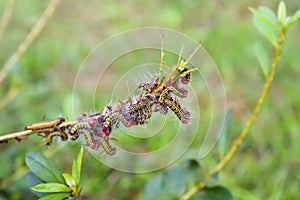 Azalea caterpillars eating the leaves of an azalea bush