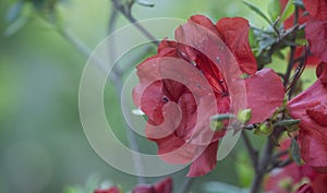 Azalea flower