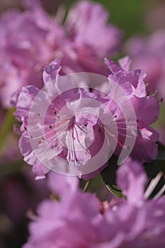 Azalea flower