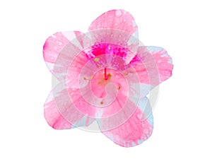 Azalea flower isolated in white background with water drops