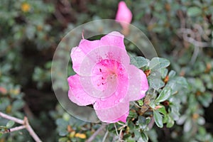 Azalea flower in pink with many water droplets in the petals