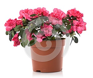 Azalea flower pot flowers photo