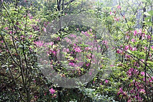 Azalea flower on qingyuanshan mountain, adobe rgb