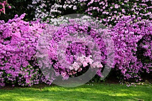 Azalea flowering shrub photo
