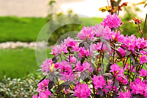 Azalea, flowering shrubs member of the genus Rhododendron