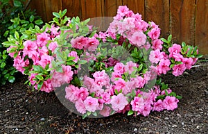 Azalea, flowering shrubs member of the genus Rhododendron